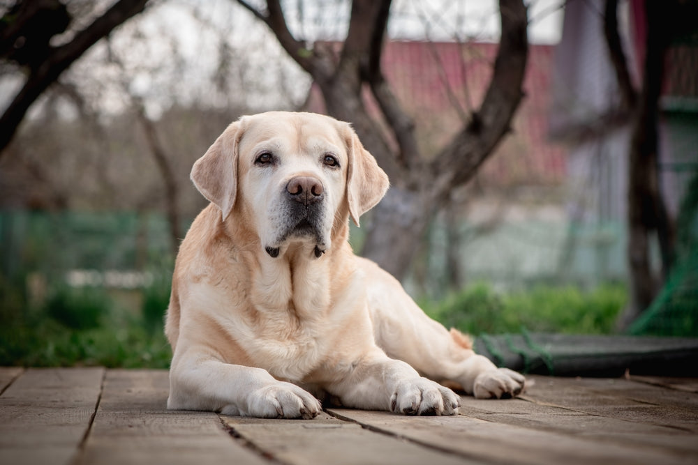 Préparer son chien senior aux changements de saison