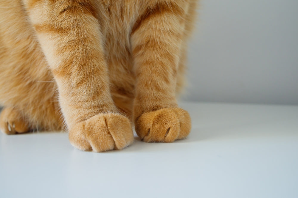 Les 5 signes d'urgence chez le chat qu'il ne faut jamais ignorer