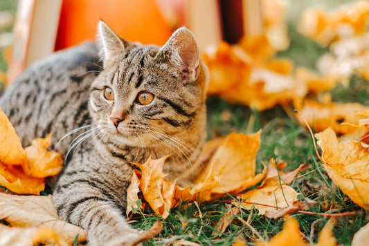 Automne : les nouveaux dangers à connaître pour protéger votre chat
