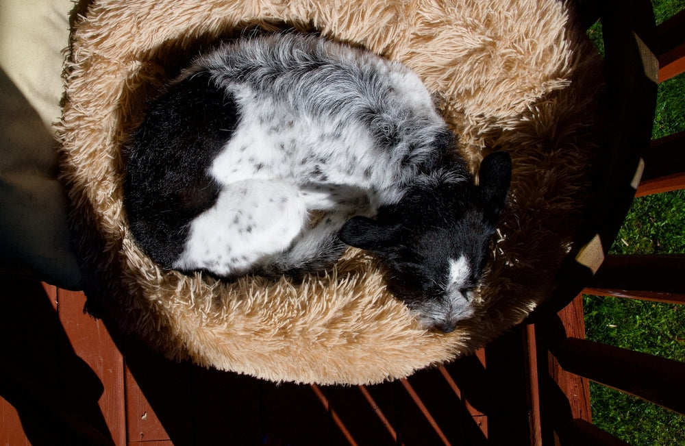 Chien qui tourne en rond avant de se coucher : pourquoi ?