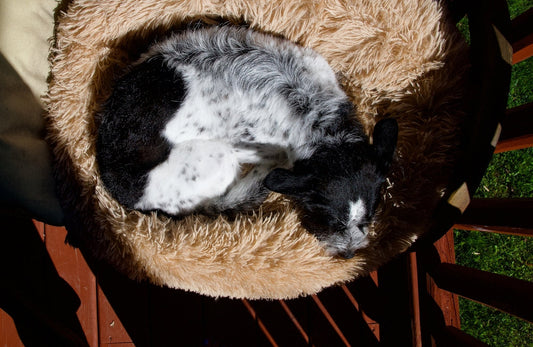 Chien qui tourne en rond avant de se coucher : pourquoi ?