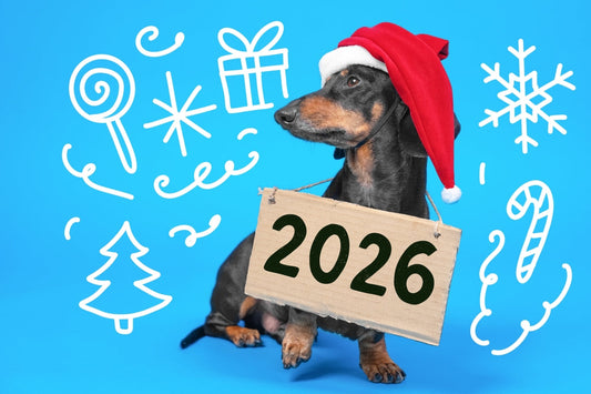2026 : Une année de bien-être pour nos compagnons à quatre pattes
