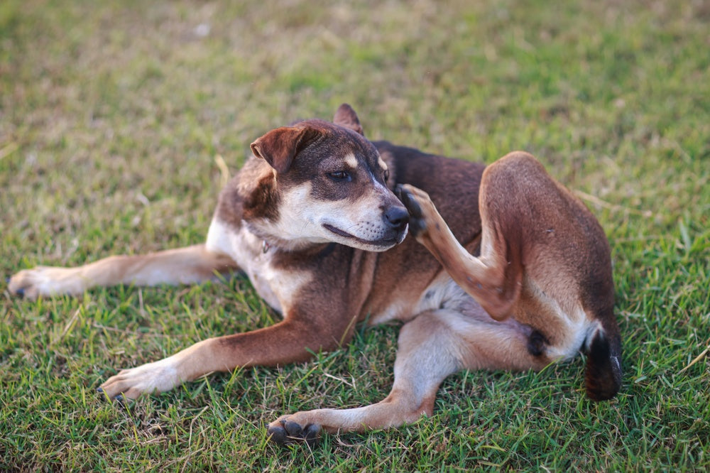 Allergie saisonnière chez le chien : comment reconnaître et soulager naturellement