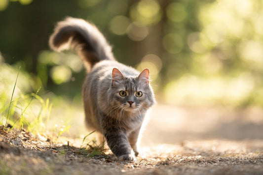 Le microbiome intestinal du chat : comment préserver cet écosystème invisible