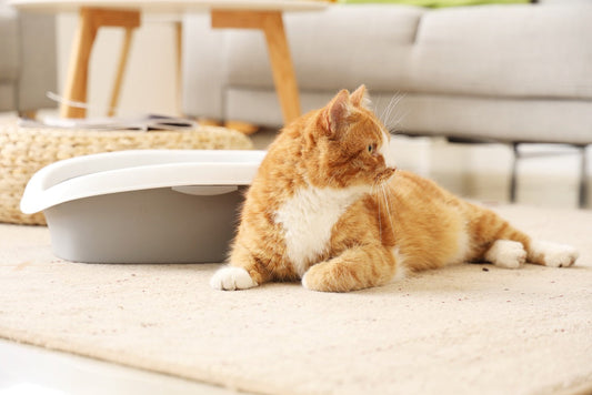 Comment prévenir les calculs urinaires chez le chat ?