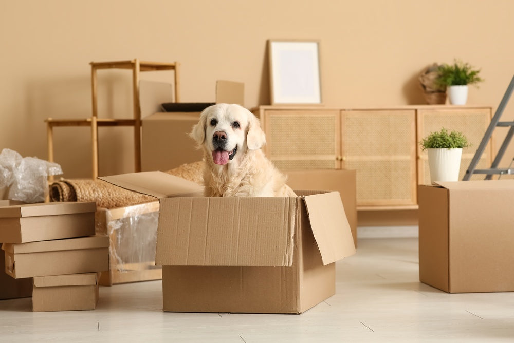 Chien et déménagement : guide complet pour une transition réussie