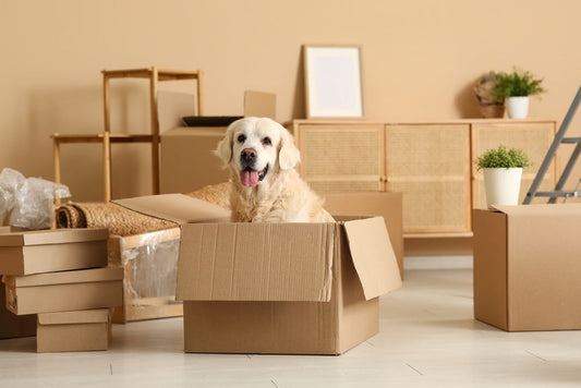 Chien et déménagement : guide complet pour une transition réussie