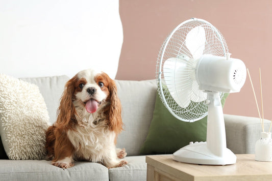 Mon chien a trop chaud : comment le protéger de la canicule ?