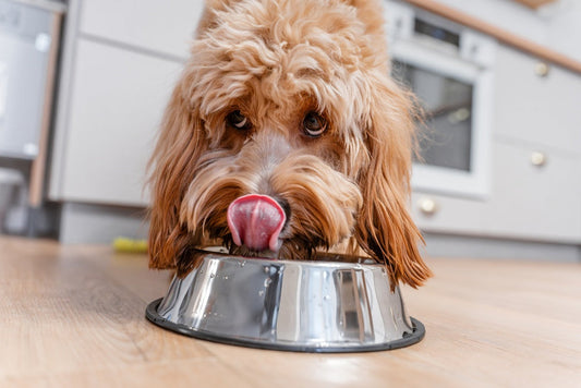 Que peut manger mon chien en été ? Les aliments frais et naturels à privilégier