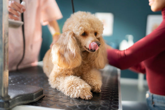 Assurance pour chien : tout ce qu'il faut savoir avant de souscrire