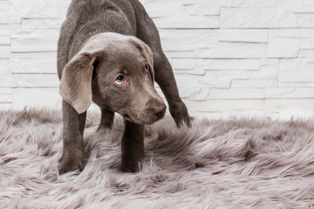 Pet Corrector : ou comment éduquer par la peur