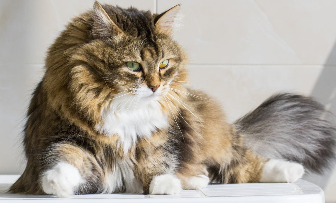Infection urinaire chez le chat : symptômes, causes et traitements naturels