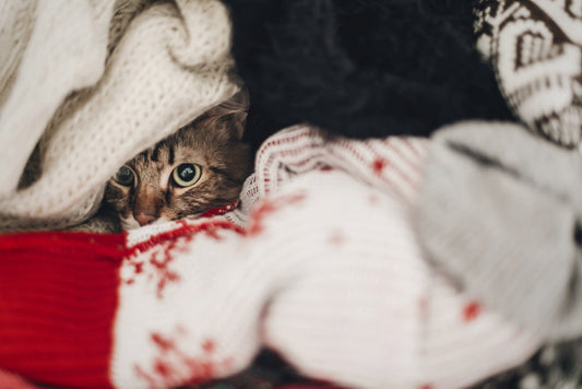 Les 5 signes que votre chat a froid (et comment l'aider)