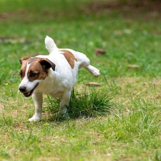 Apprendre la propreté à son chien
