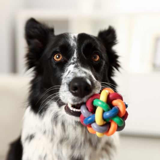 Jouer avec son chien