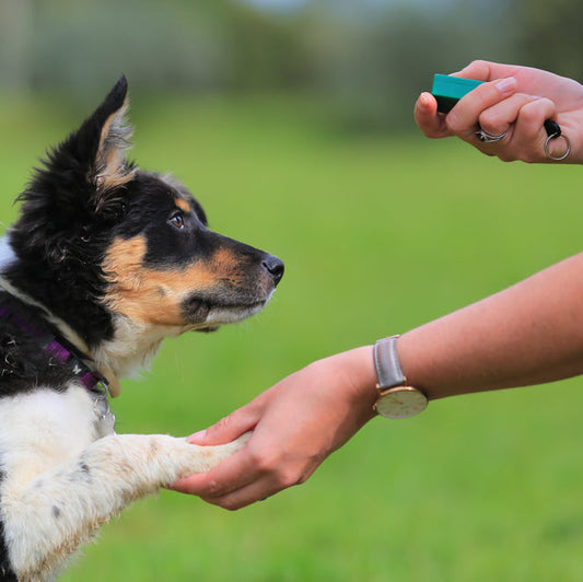 Le Clicker Training