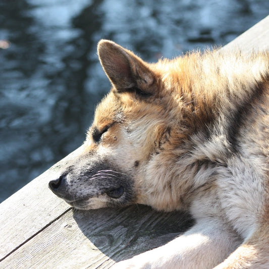Mon chien Zen et à l'écoute