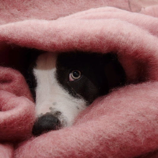 Comprendre et apaiser le chien qui a peur