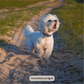 Aboiements intempestifs : comment y mettre fin !