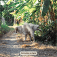 Apprendre la propreté à son chien