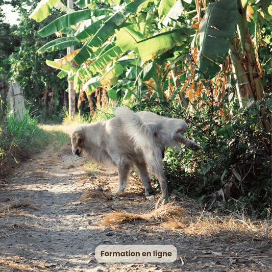 Apprendre la propreté à son chien
