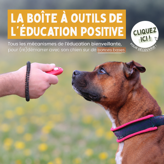 La boîte à outils de l'éducation positive