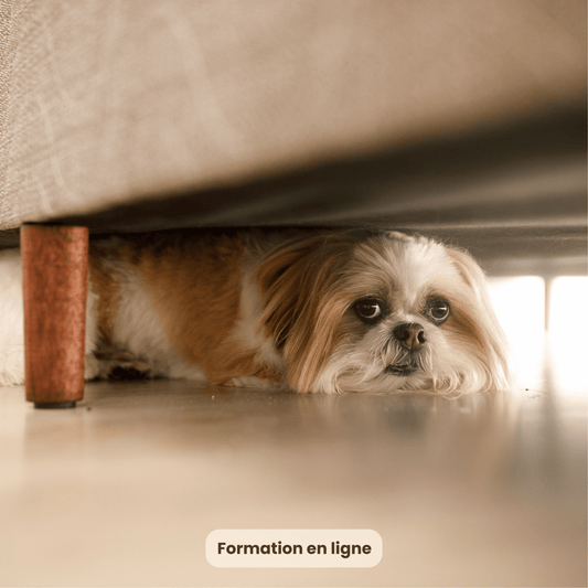 Comprendre et apaiser le chien qui a peur