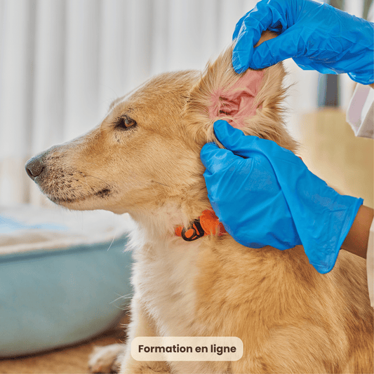 Initiation au Medical Training