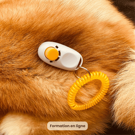 Le Clicker Training