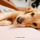 Masser son chien