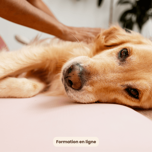 Masser son chien