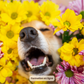 Mon Chien vieillit sereinement en Naturopathie