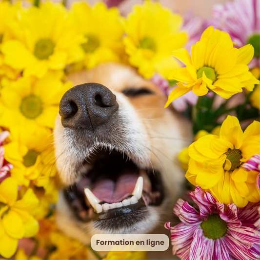Mon Chien vieillit sereinement en Naturopathie