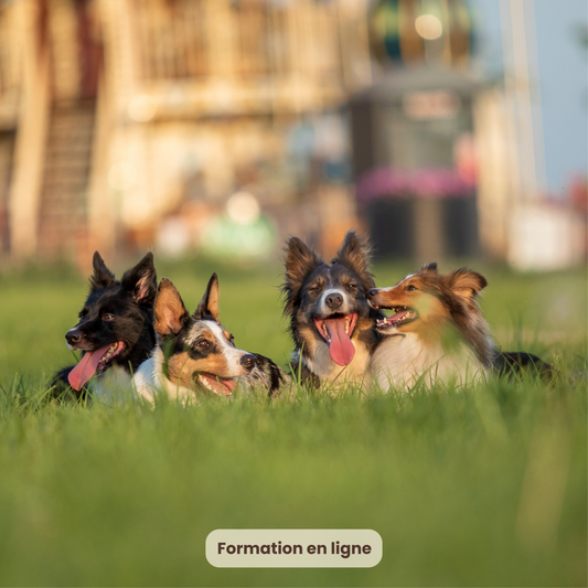 Objectif chien sociable !