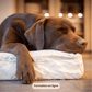 Avoir un chien calme en toutes circonstances