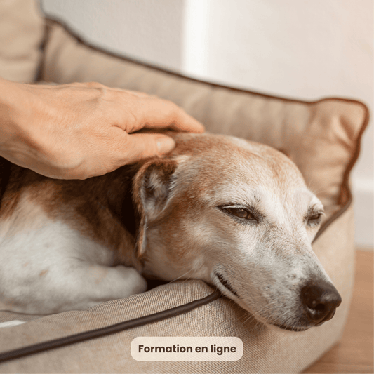 Prendre soin d'un chien arthrosique