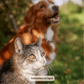 Socialiser son chien (aux humains, congénères, autres espèces)