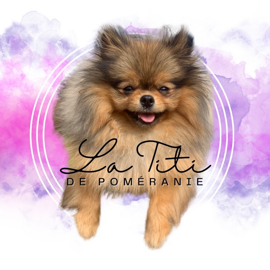 La Titi de Poméranie