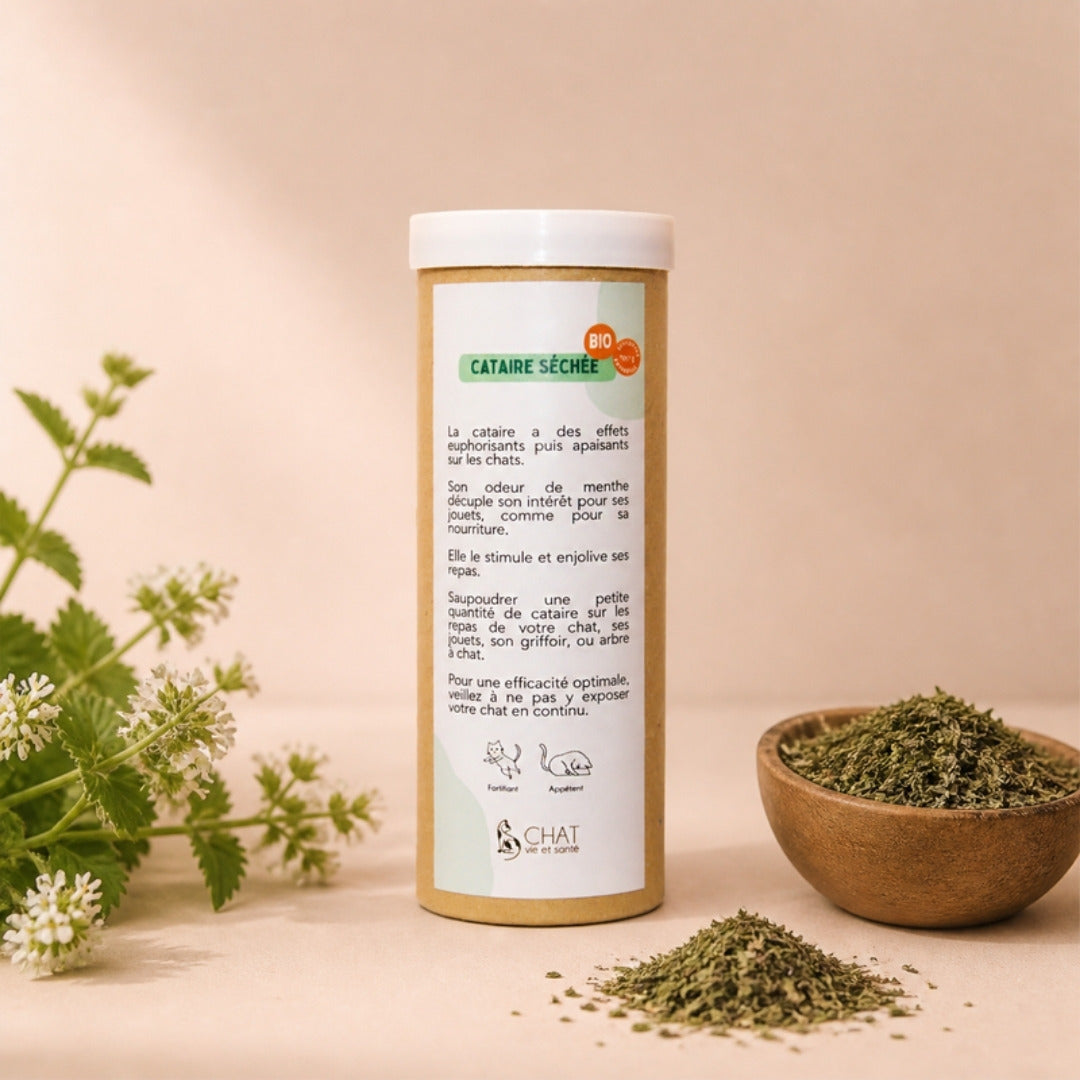 Tube distributeur de cataire séchée bio, avec brins de cataire fraîche en fleur et bol en bois de feuilles séchées.