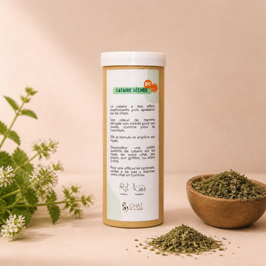 Tube distributeur de cataire séchée bio, avec brins de cataire fraîche en fleur et bol en bois de feuilles séchées.