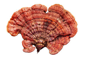Reishi