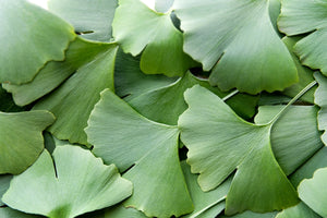 Ginkgo