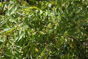 Neem