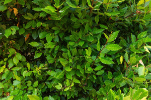 Ensemble de plantes microfinées